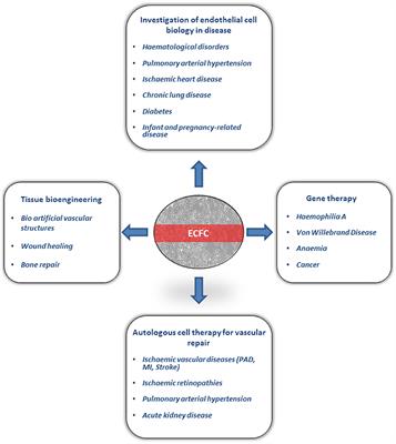 Recent Advances in Endothelial Colony Forming Cells Toward Their Use in Clinical Translation